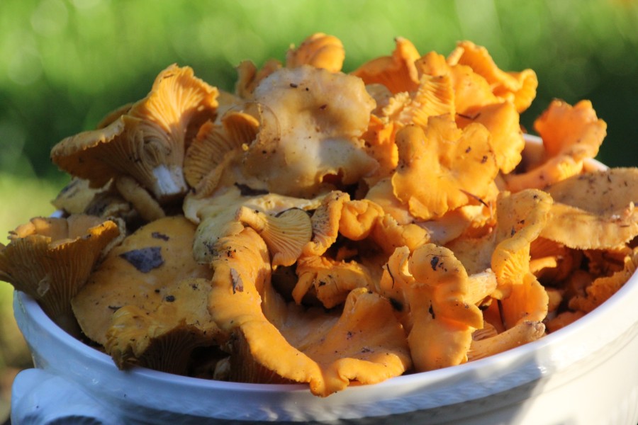 Pfifferling Rahms&uuml;ppchen mit Castanea - Kastanienbl&uuml;tenhonigessig